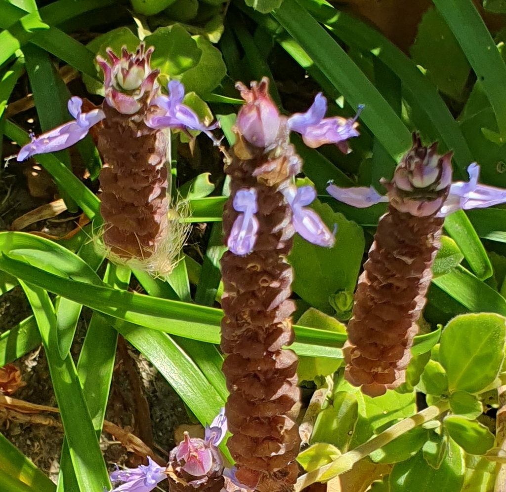 Lobster flower from Kleinmond, 7195, South Africa on November 26, 2023