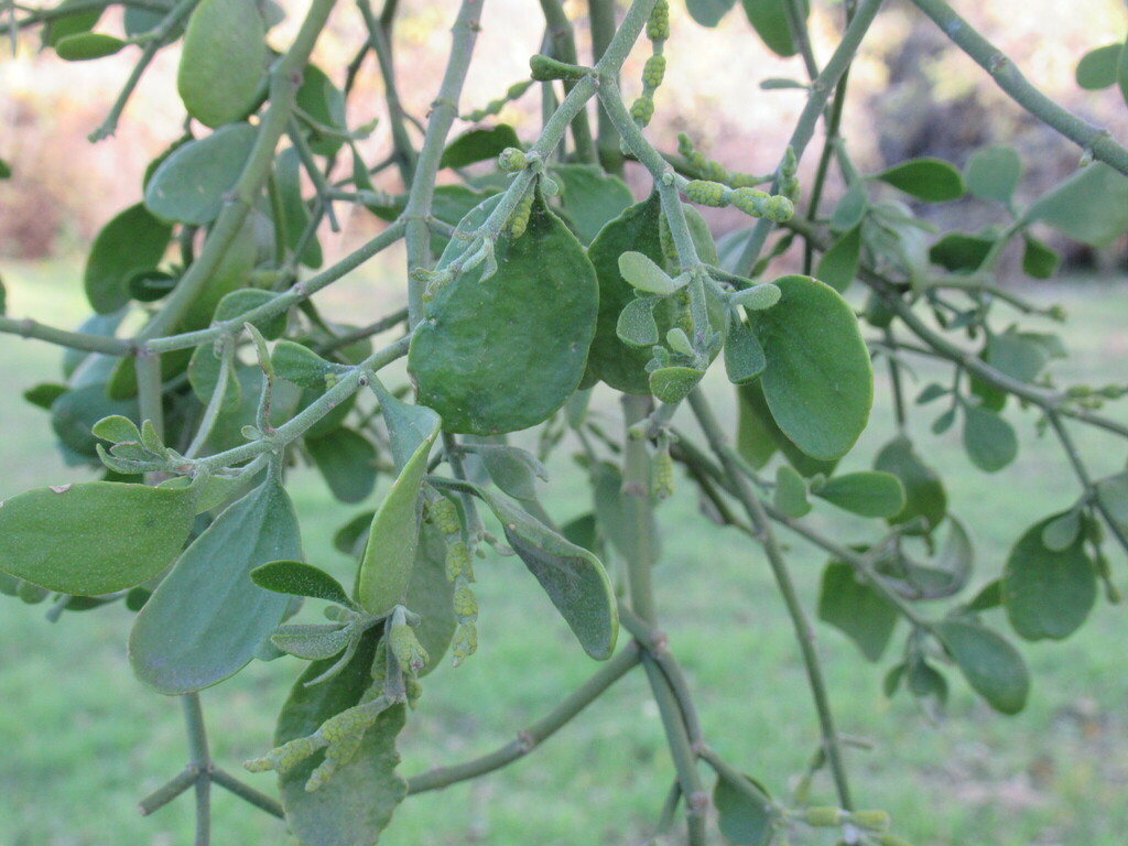American Mistletoe from WilsonLedbetter Park, College Ave, Cameron