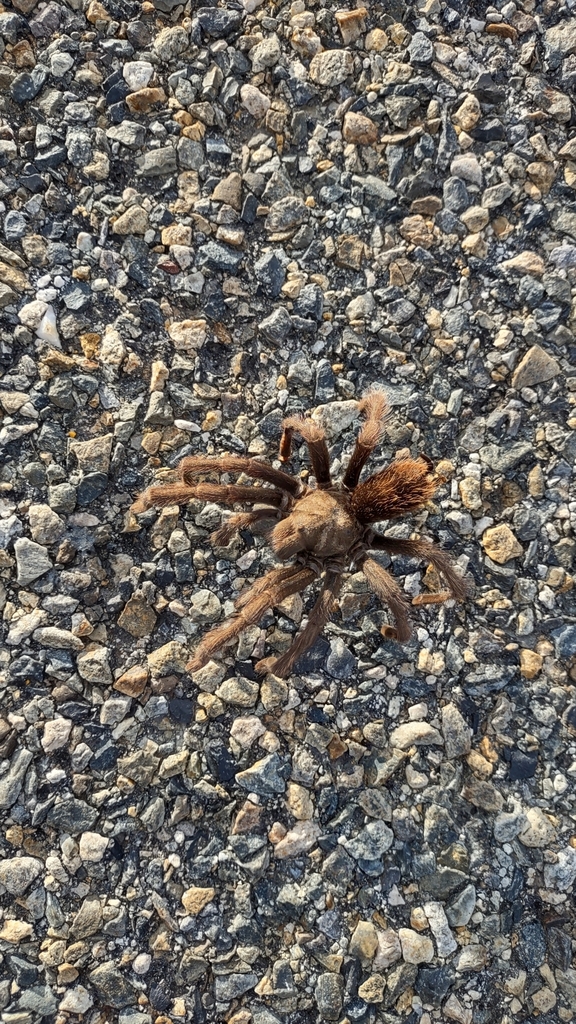 Johnny Cash Tarantula from Yokuts Valley, CA, USA on December 4, 2023