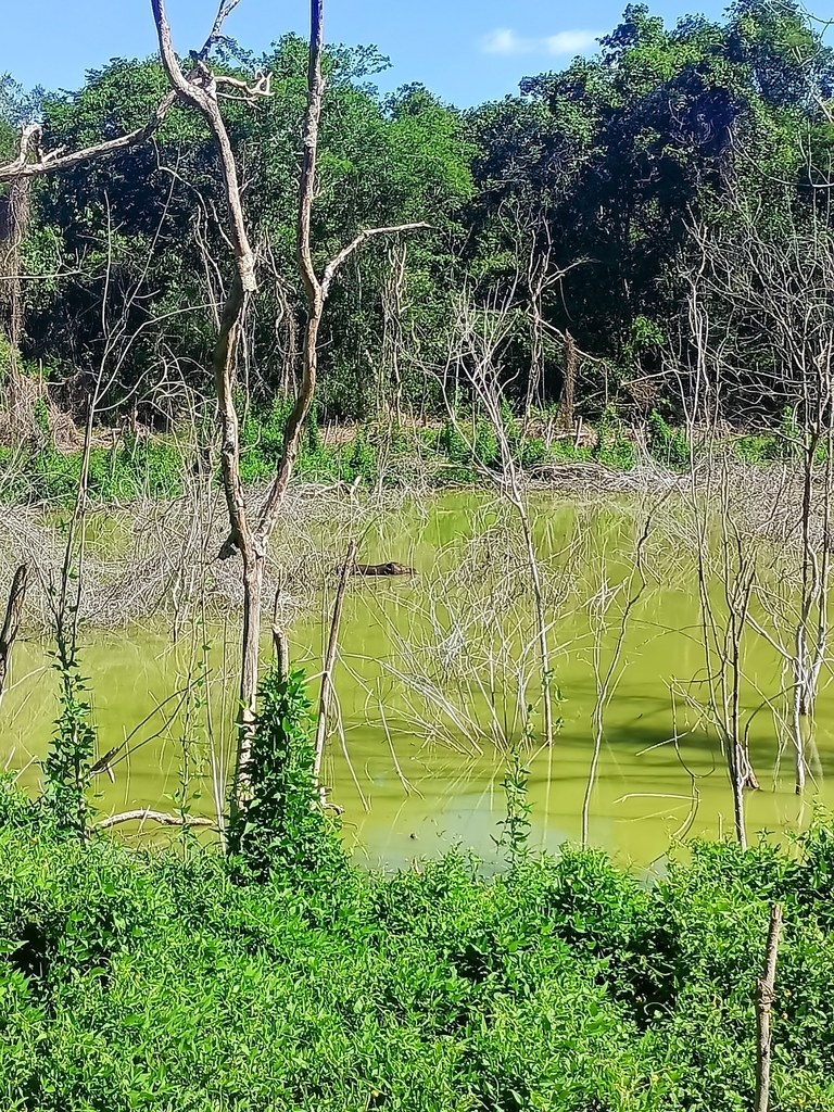 Baird's Tapir from 24657 Camp., México on June 16, 2023 at 0250 PM by