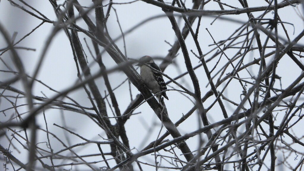 Downy Woodpecker from Île SaintJoseph, Laval, QC H7J, Canada on