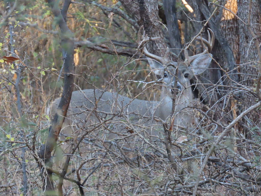 Whitetailed Deer from 150 Blue Heaven Road, Patagonia, AZ 85624, USA