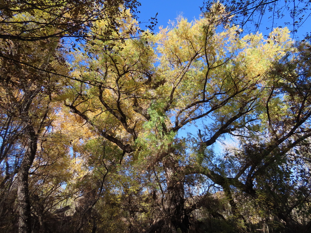 Goodding's willow from 150 Blue Heaven Road, Patagonia, AZ 85624, USA
