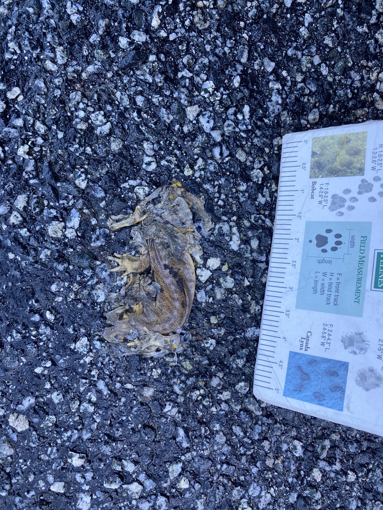 Pacific Newts from Santa Clara County, CA, USA on December 7, 2023 at