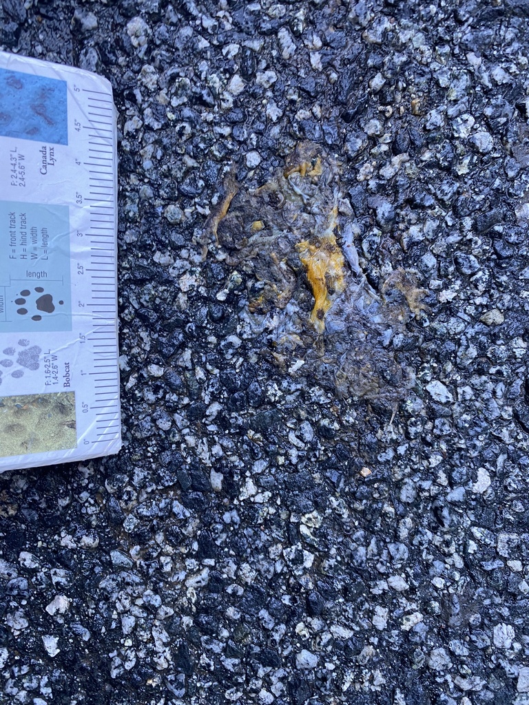 Pacific Newts from Santa Clara County, CA, USA on December 7, 2023 at