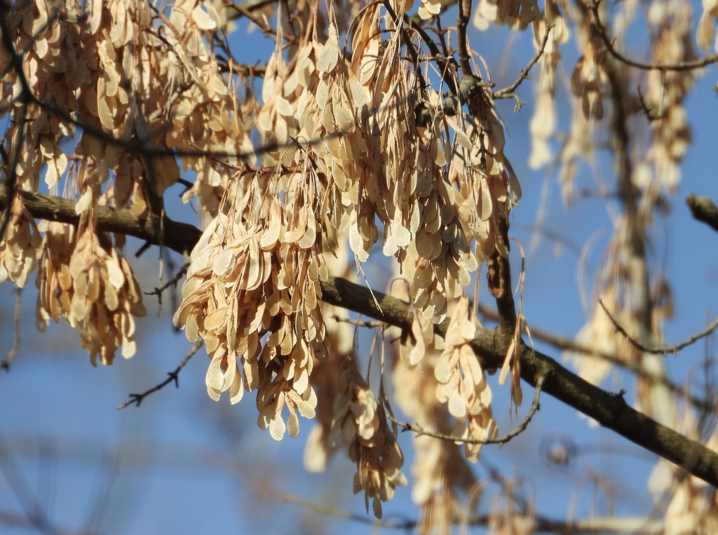 box elder from Greenbelt, MD, USA on December 8, 2023 at 1051 AM by