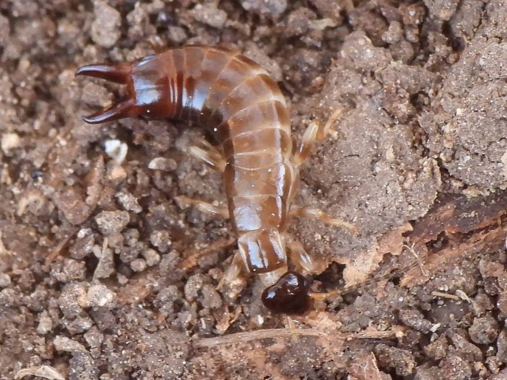 Ring-legged Earwig from West Meadowbrook, Fort Worth, TX, USA on