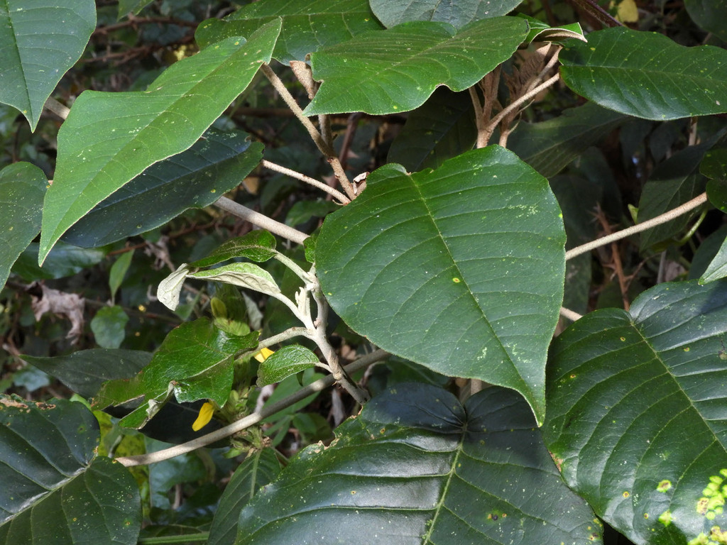 Croton megalocarpus from Kilibwoni, Kenya on December 7, 2023 at 0515