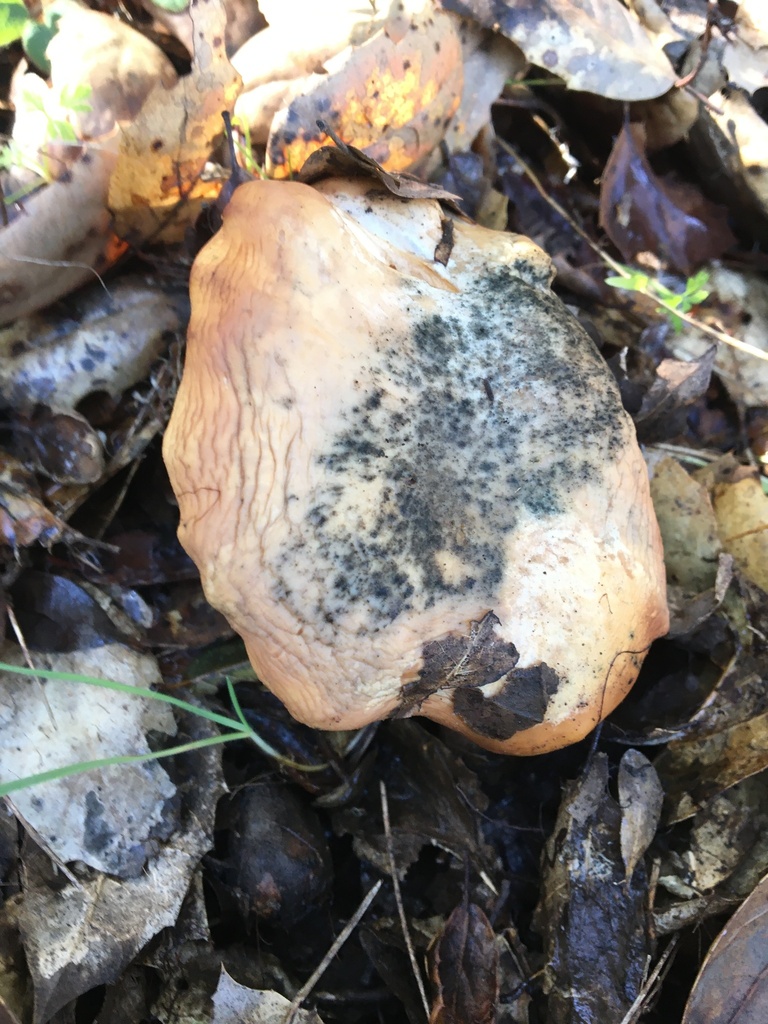 California Golden Chanterelle from Sonoma County, CA, USA on December 9, 2023 at 1048 AM by