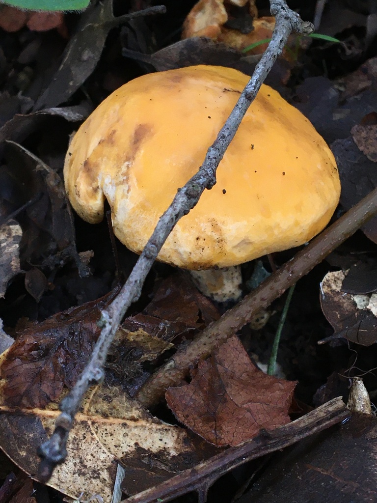 California Golden Chanterelle from Sonoma County, CA, USA on December 9, 2023 at 1113 AM by