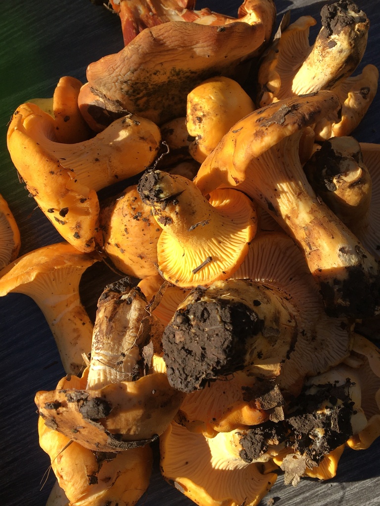 California Golden Chanterelle from Sonoma County, CA, USA on December 9, 2023 at 1233 PM by