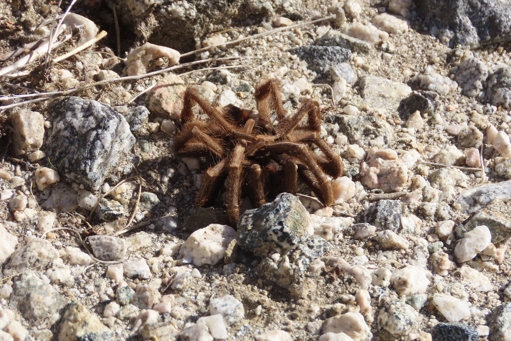 California Ebony Tarantula from Riverside County, CA, USA on December 8