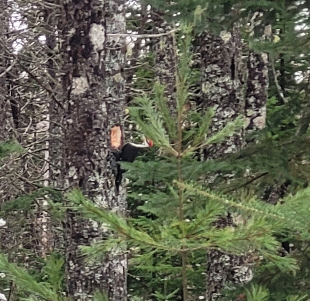 Pileated Woodpecker from Nine Mile River, NS B2S 2T7, Canada on