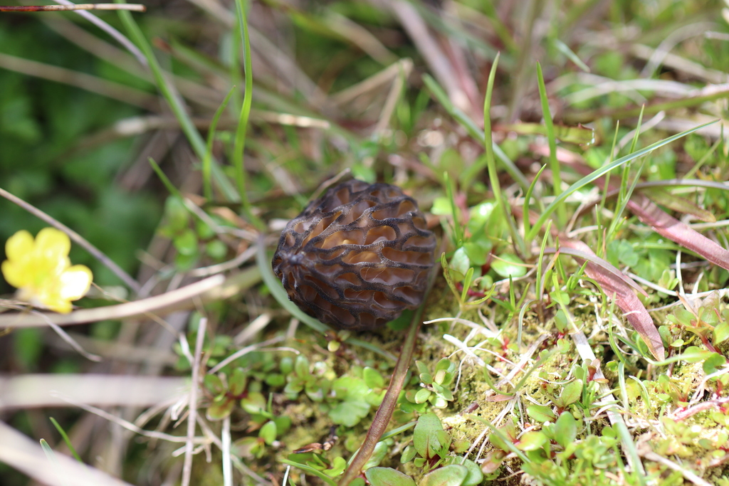 Black Morels from Craigieburn Valley Ski, Craigieburn Forest Park Field