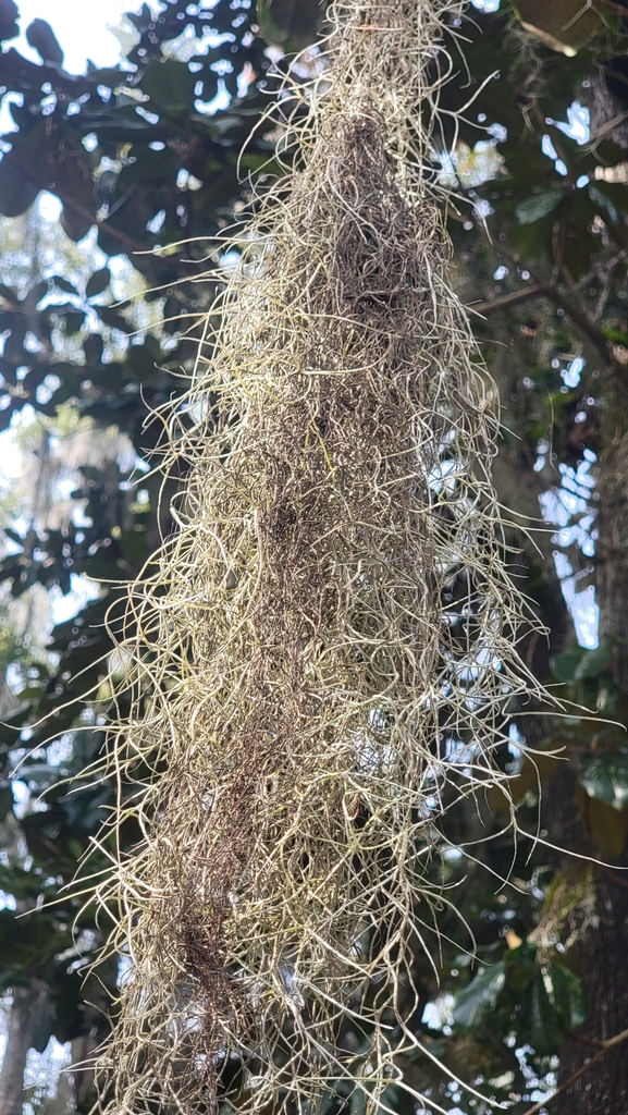 Spanish moss from Woodland Drives, Tallahassee, FL 32301, USA on