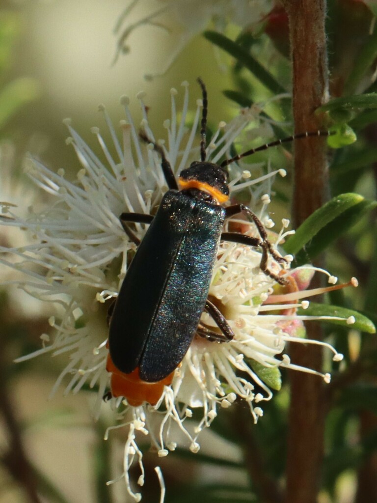 Plague Soldier Beetle from Sydney NSW, Australia on October 30, 2023 at