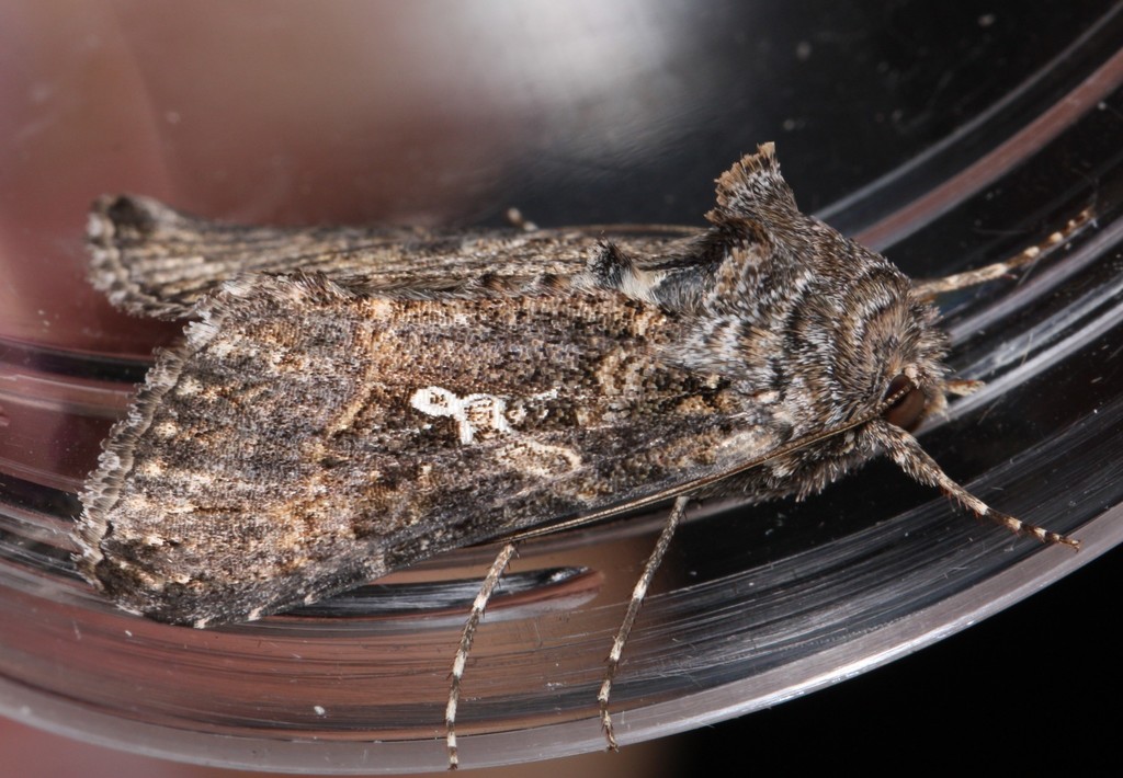 Cabbage Looper Moth from North Park, San Diego, CA, USA on April 05