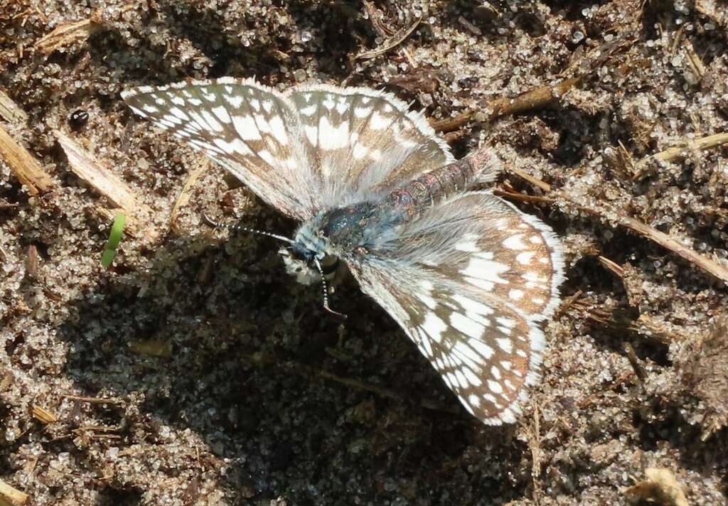 Common CheckeredSkipper from McPherson County, NE, USA on July 17
