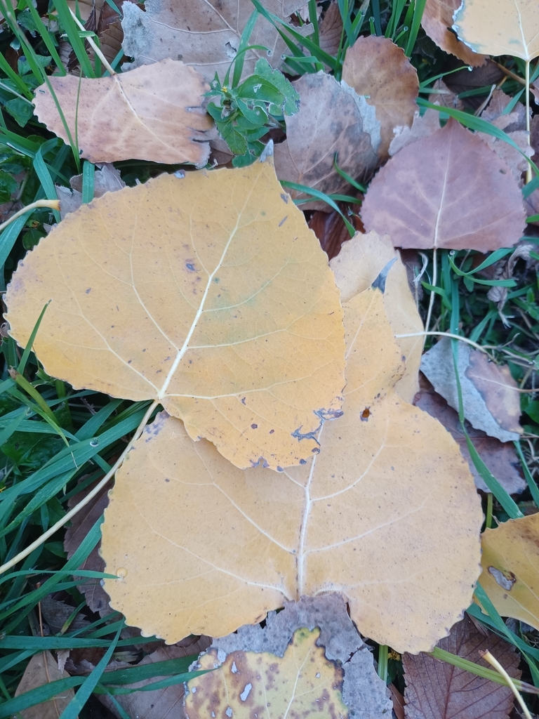 Eastern Cottonwood from Overton Woods, Fort Worth, TX 76109, USA on
