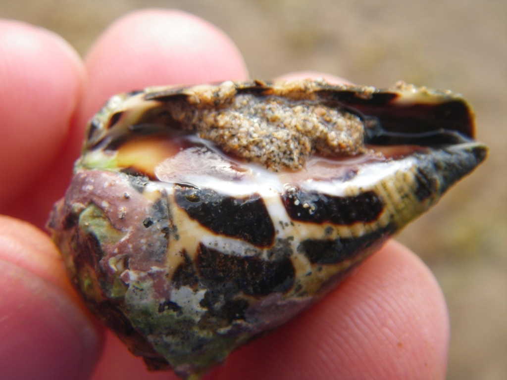 Blackandwhite Cone Snail from Kauai on May 4, 2012 at 1006 AM by WD