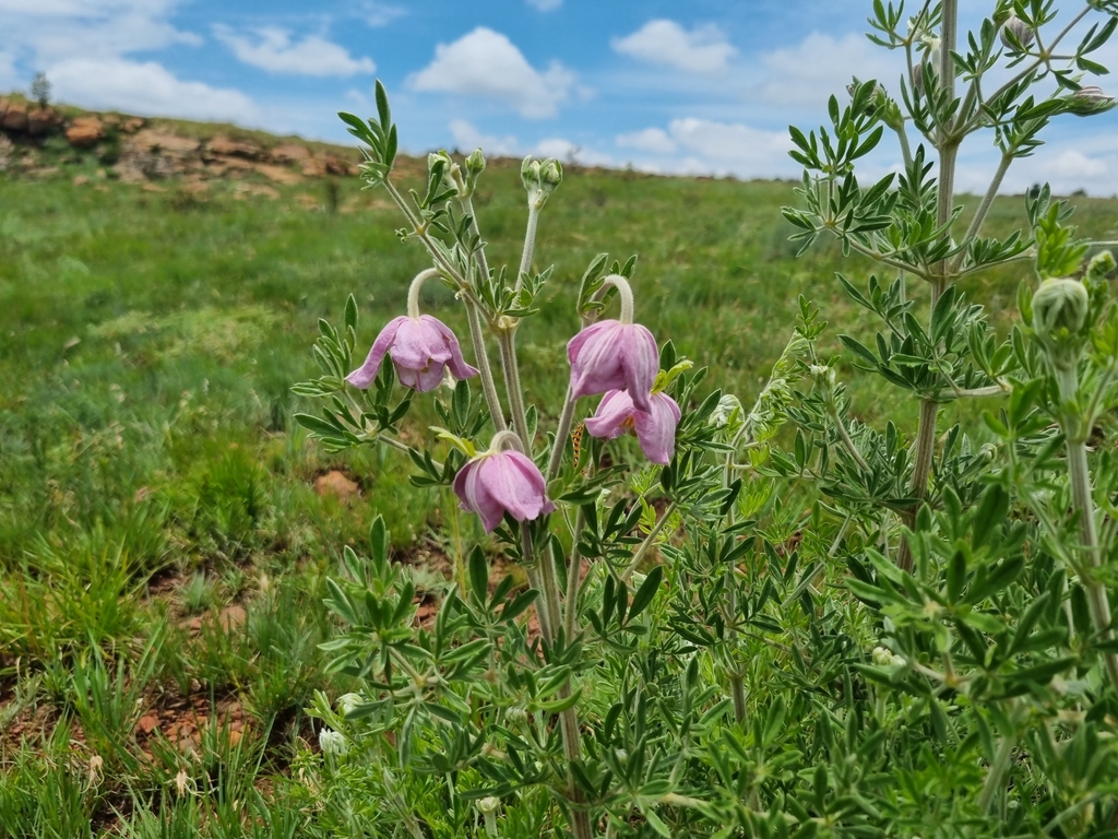 Feather Duster from Fochville, South Africa on December 20, 2023 at 12