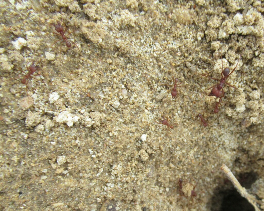 Texas Leafcutter Ant from WilsonLedbetter Park, Cameron, Milam Co, TX