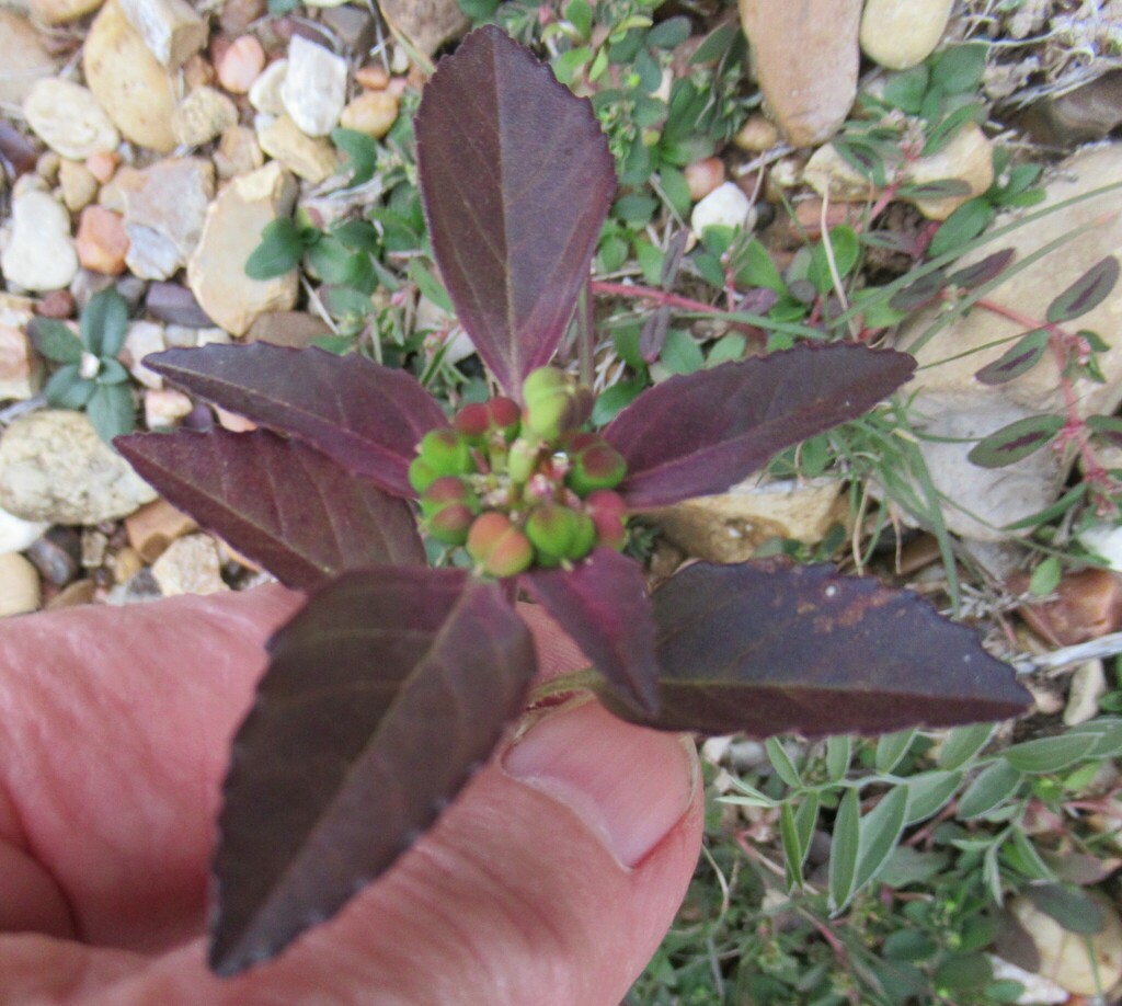green poinsettia from WilsonLedbetter Park, Cameron, Milam Co, TX, USA