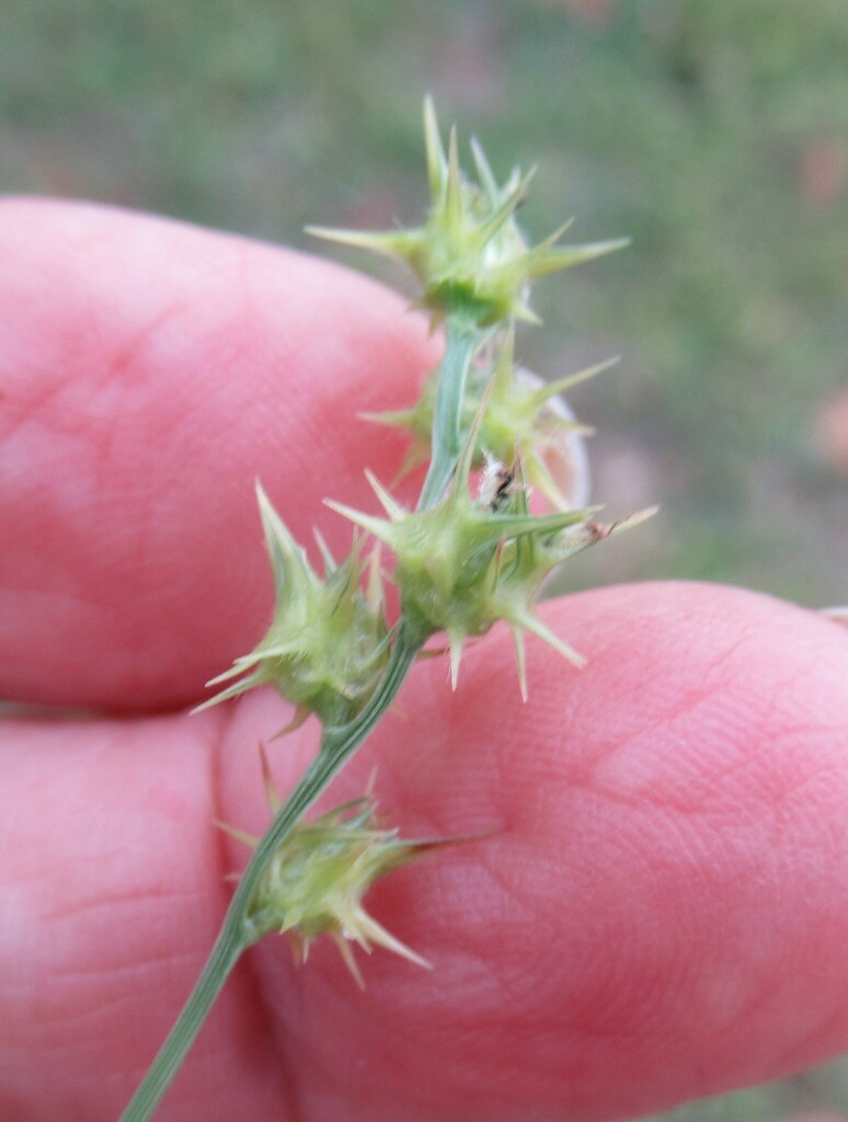 Sandburs from WilsonLedbetter Park, Cameron, Milam Co, TX, USA on