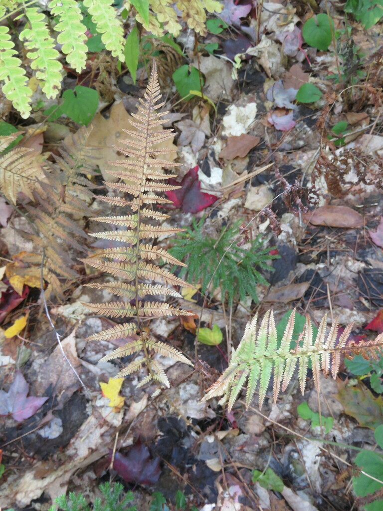 New York fern from 384 US7, Milton, VT 05468, USA on October 8, 2022