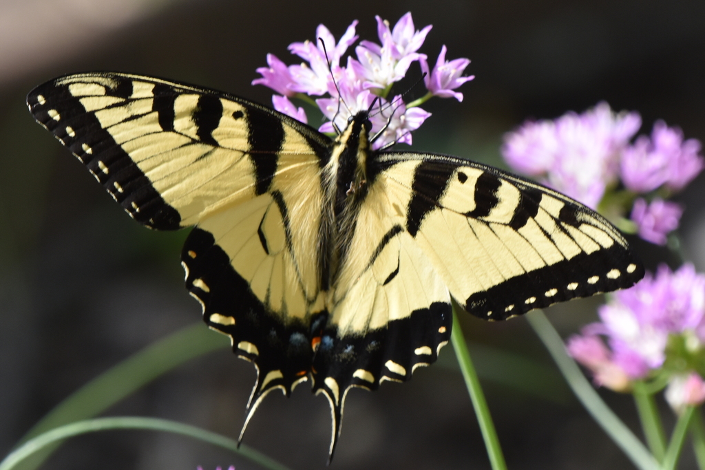 Drummond's Onion from White Lake Hills, Fort Worth, TX, USA on April 4
