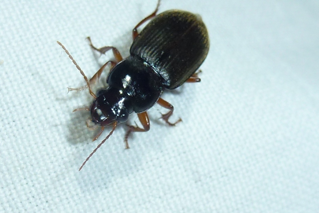Strawberry Seed Beetle from Ochsenberg, Kamenz, Deutschland on July 9
