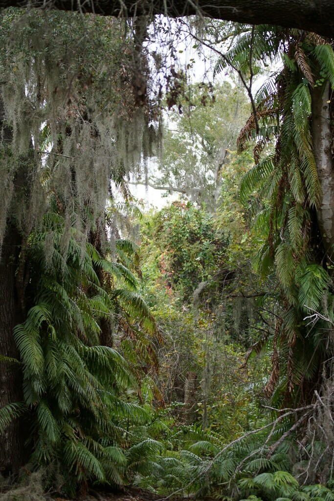 Giant Vine Fern from Lakewood Estates, St. Petersburg, FL, USA on