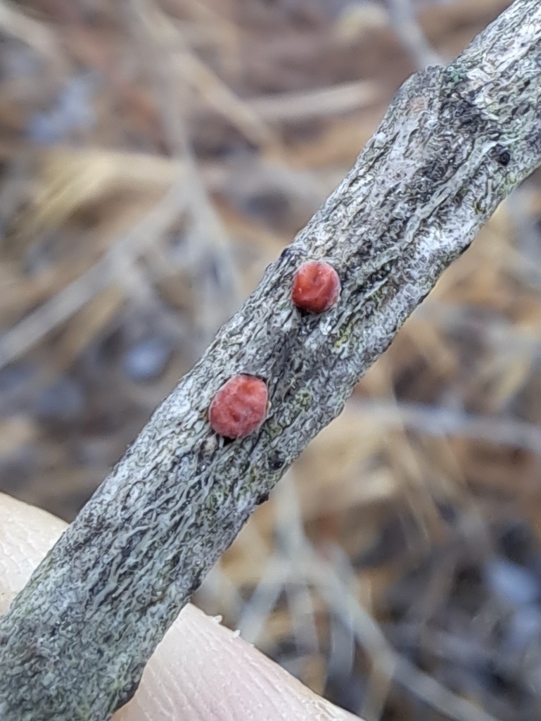 Red Tree Brain Fungus from Echo Bay, ON P0S 1C0, Canada on December 26
