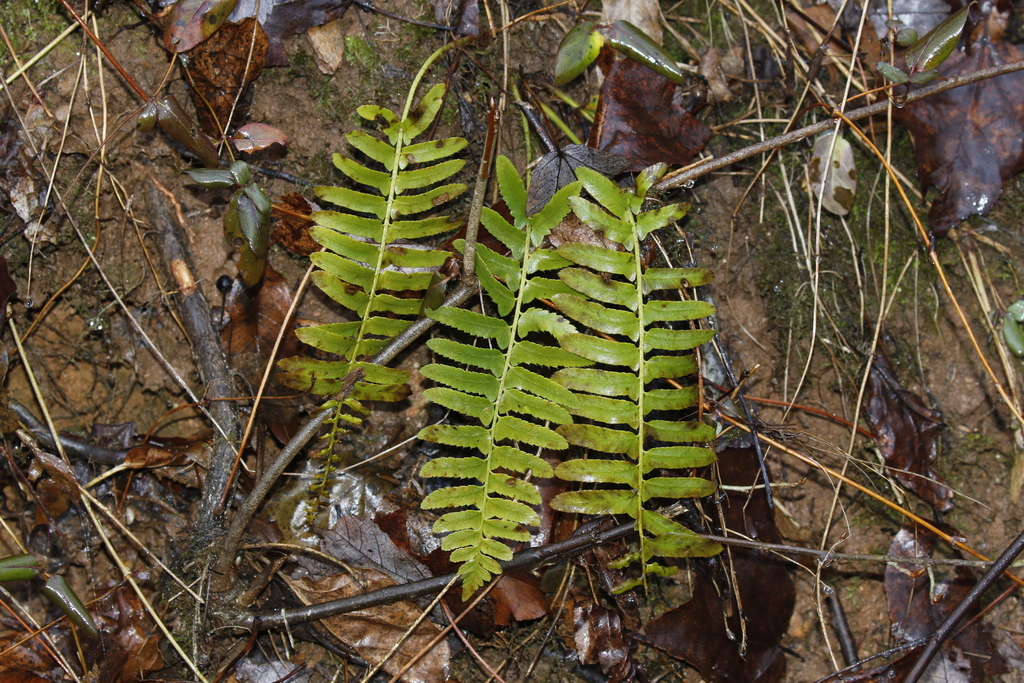 Christmas fern from Eldersburg, MD, USA on December 28, 2023 at 0940