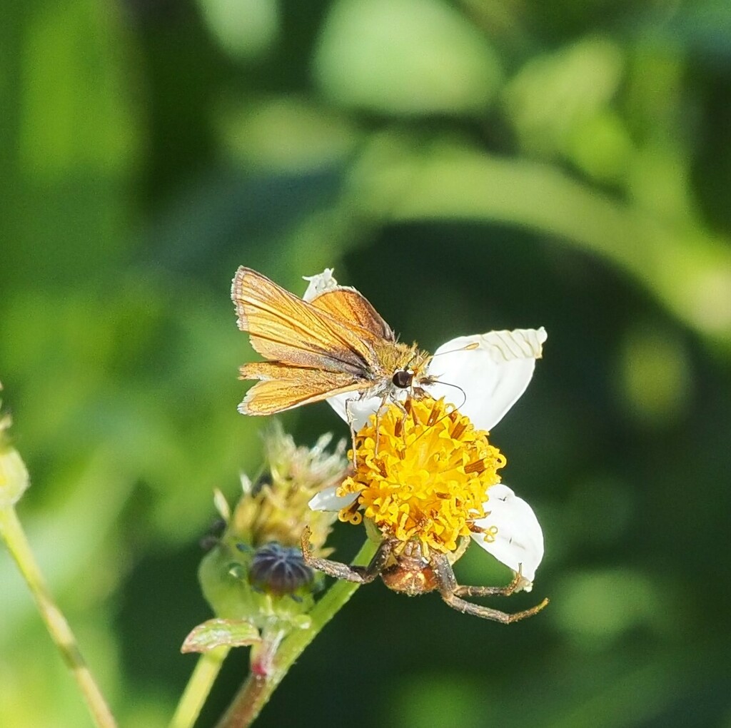 Southern Skipperling from Laguna Vista, TX 78578, USA on December 28