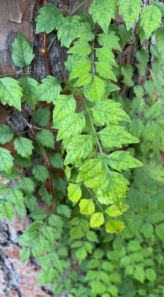 American trumpet vine from Briargrove Park, Houston, TX, USA on