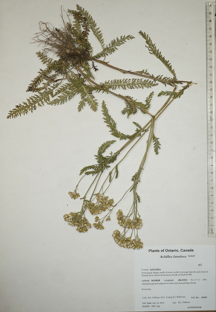 common yarrow complex from Canada, Ontario, KENORA County, Peawanuck