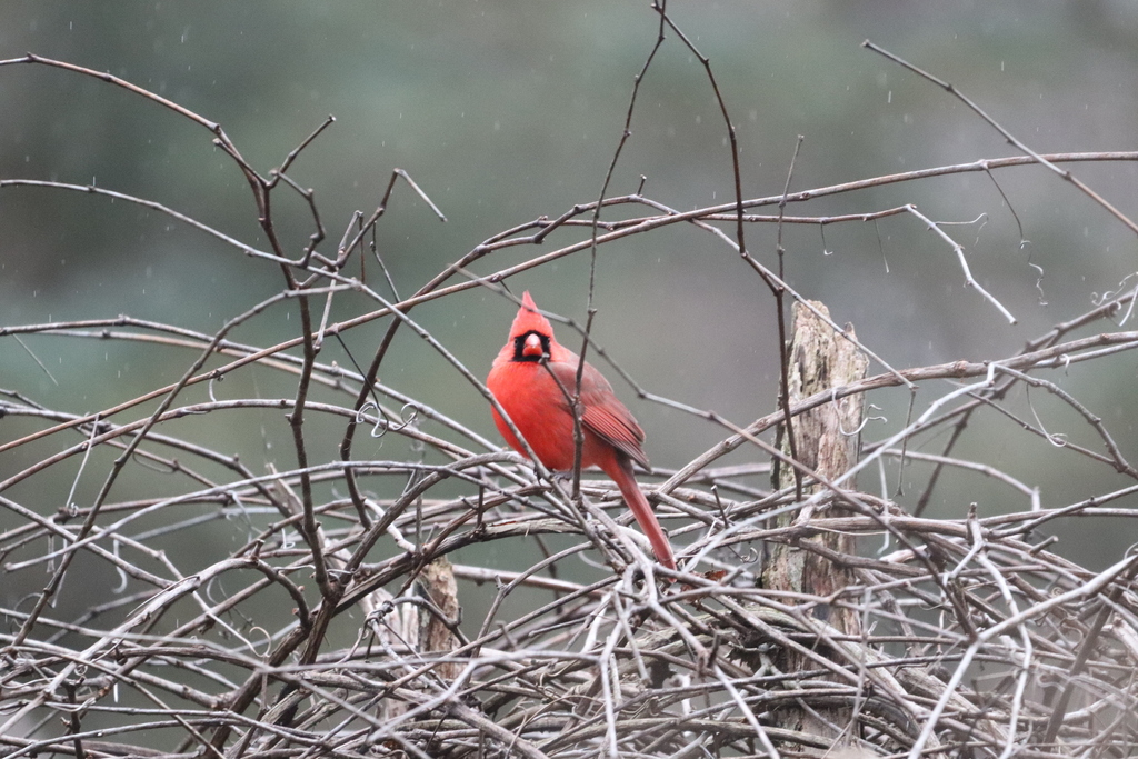 Northern Cardinal from Chagrin River Park, 3100 Reeves Rd, Willoughby