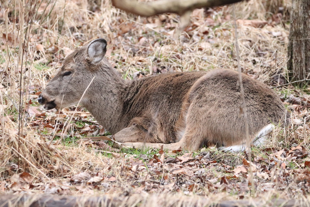 Whitetailed Deer from Chagrin River Park, 3100 Reeves Rd, Willoughby
