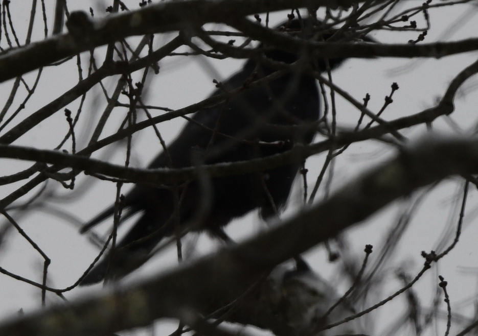 Common Raven from Elkins, WV 26241, USA on January 1, 2024 at 1129 AM