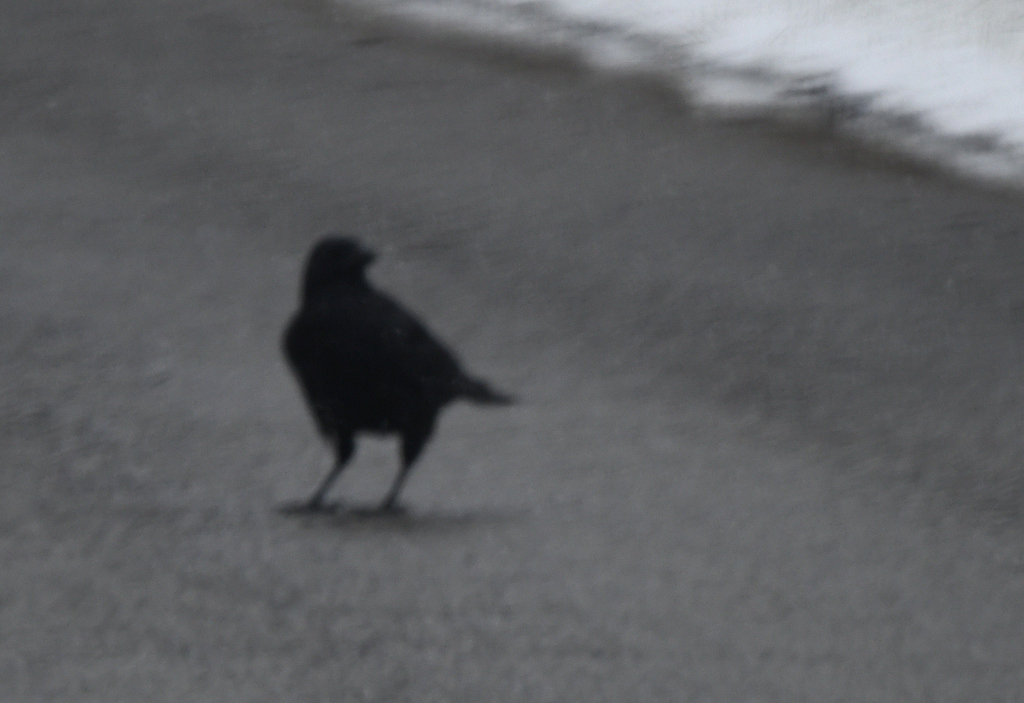 American Crow from Elkins, WV 26241, USA on January 1, 2024 at 1136 AM