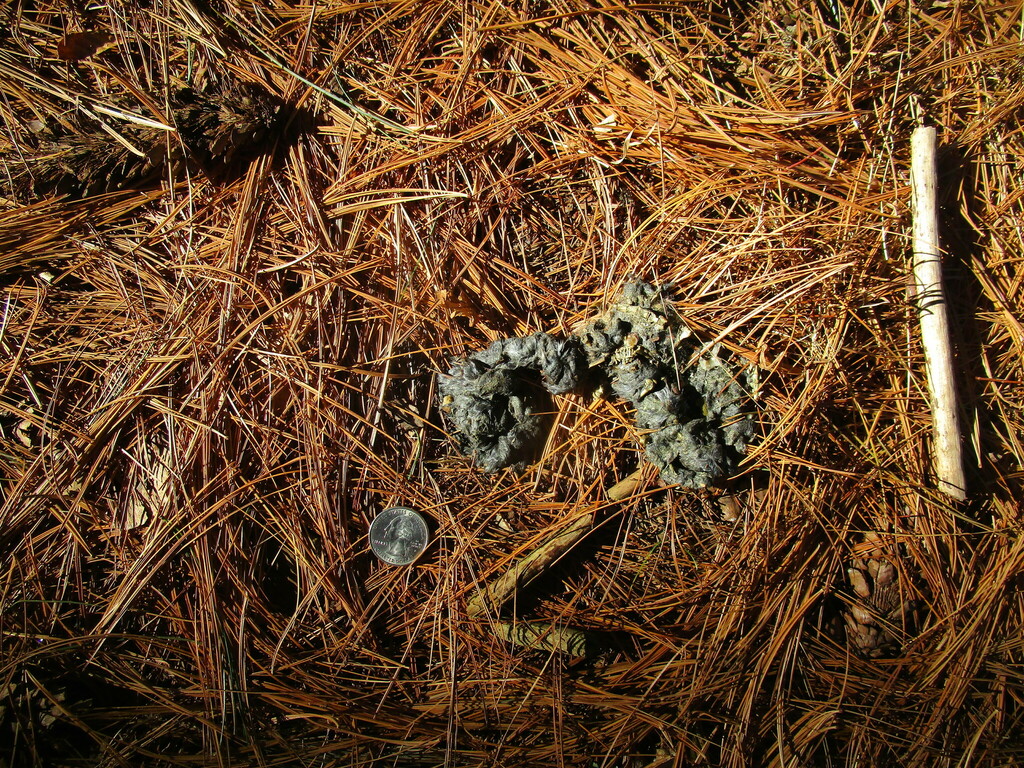 Owls from New Brunswick, NJ, USA on January 2, 2024 at 1052 AM by