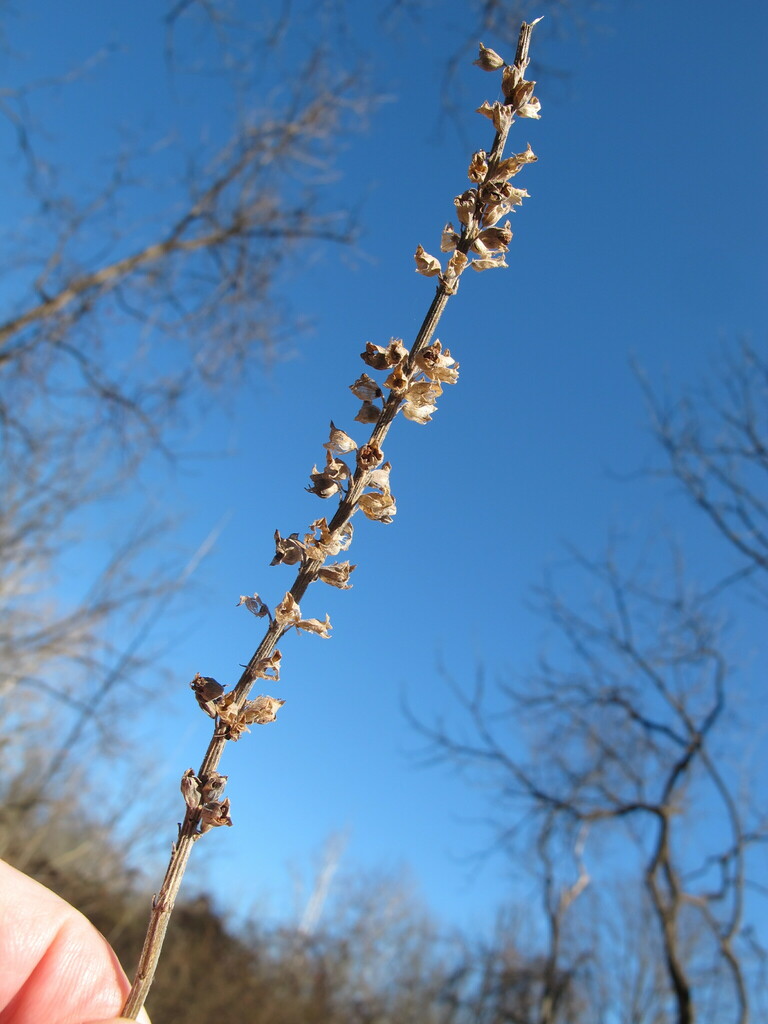 American germander from Penllyn Woods, Montgomery County, PA, USA on