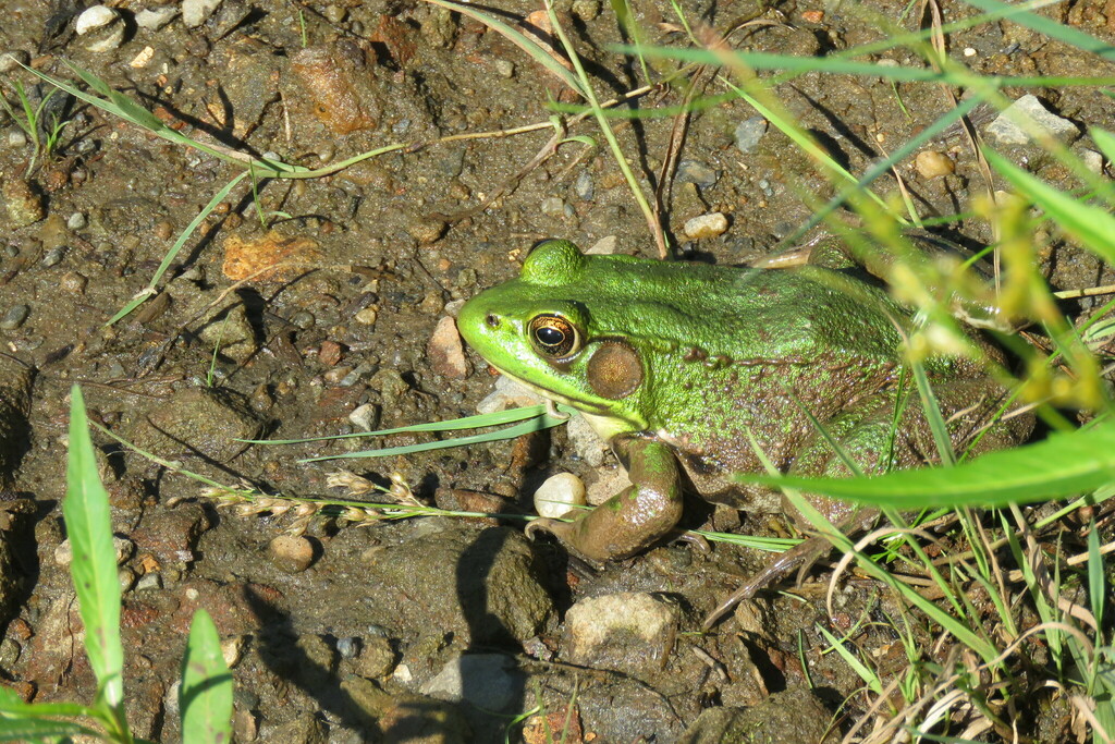 Green Frog from Milton, VT 05468, USA on July 19, 2018 at 0424 AM by