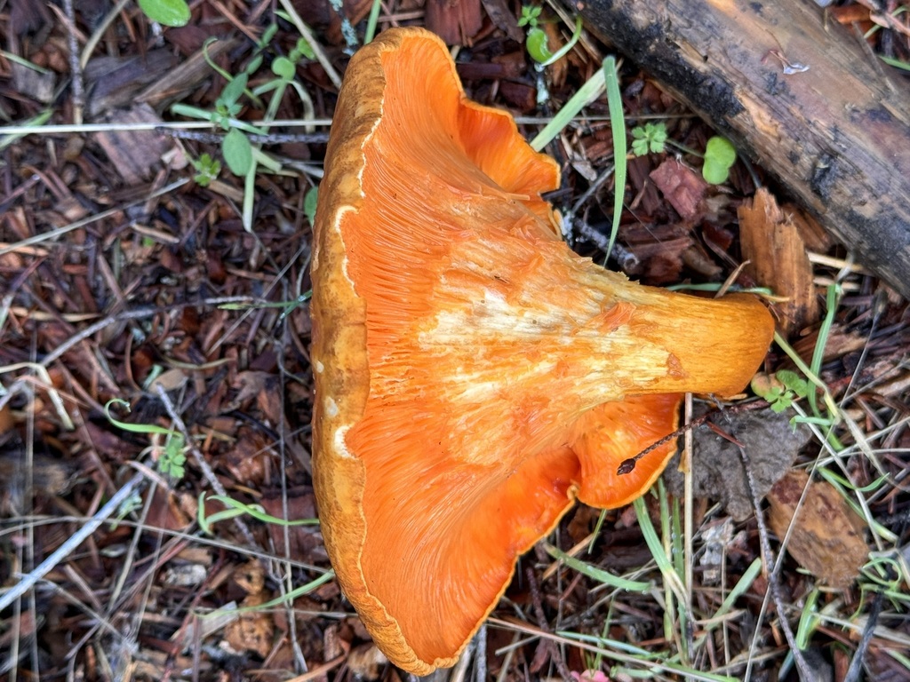 False Chanterelle from Sonoma County, CA, USA on January 3, 2024 at 1256 PM by Sarah · iNaturalist