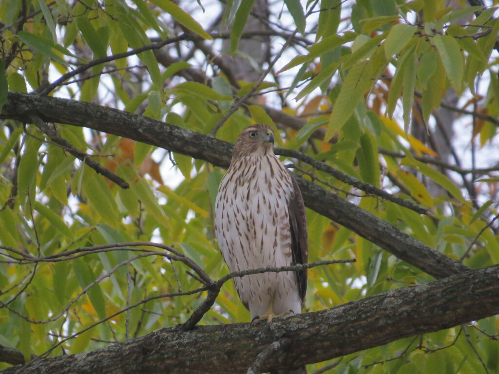 Cooper's Hawk from Frederick, MD, USA on November 20, 2023 at 0452 PM