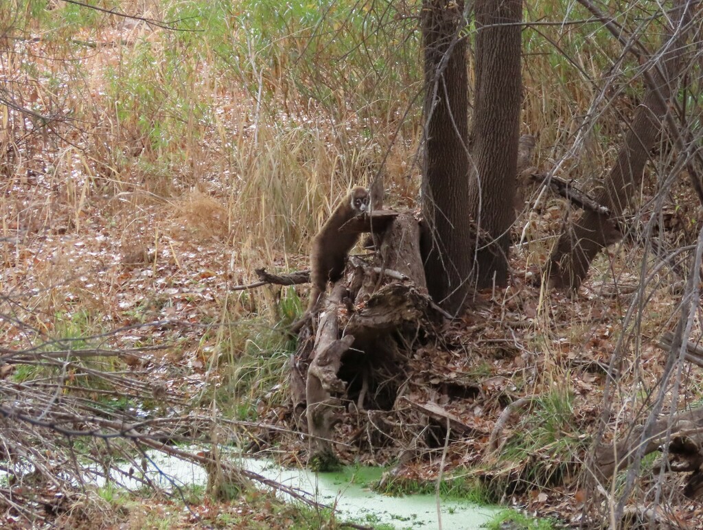 Whitenosed Coati from 150 Blue Heaven Road, Patagonia, AZ 85624, USA
