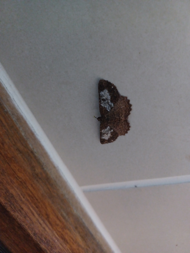 Ennominae from Glen Barrie, 6529, South Africa on January 4