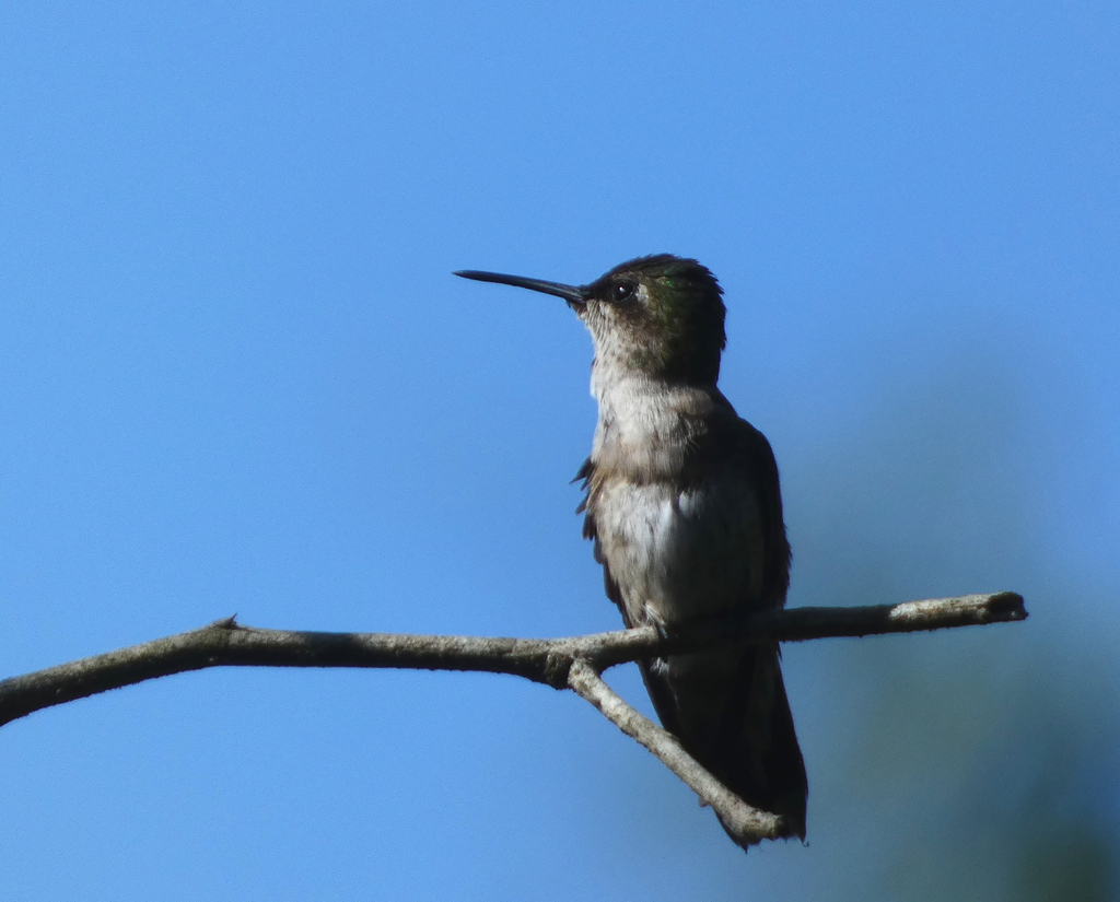 Blackchinned Hummingbird from 48987 Barra de Navidad, Jalisco, Mexico