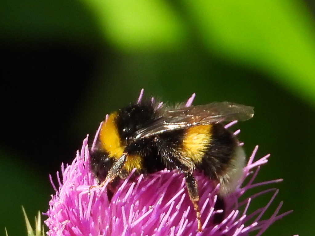 Buff-tailed Bumble Bee from Concepción, Bío Bío, Chile on January 3